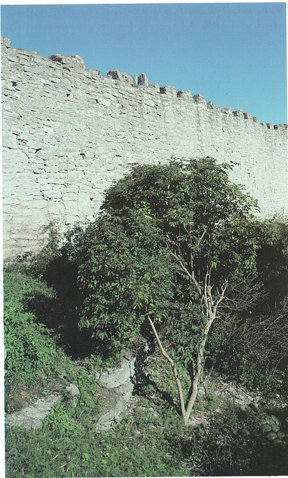 Den här delen av muren har rivits och återuppbyggts. Kanske var det här slaget mellan bönderna och borgarna stod och att det var bönderna som rev muren. Bild från Visby stadsmur.
